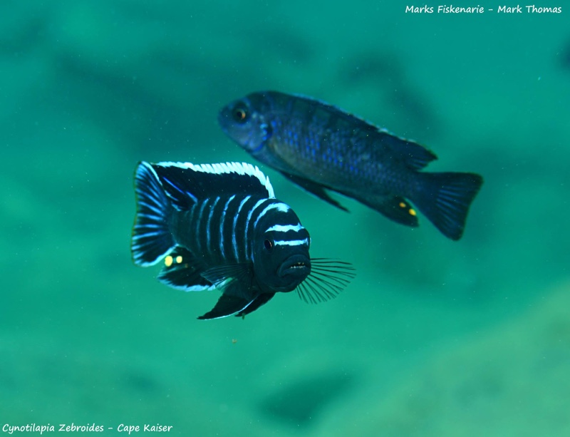 Cynotilapia zebroides 'Cape Kaiser'